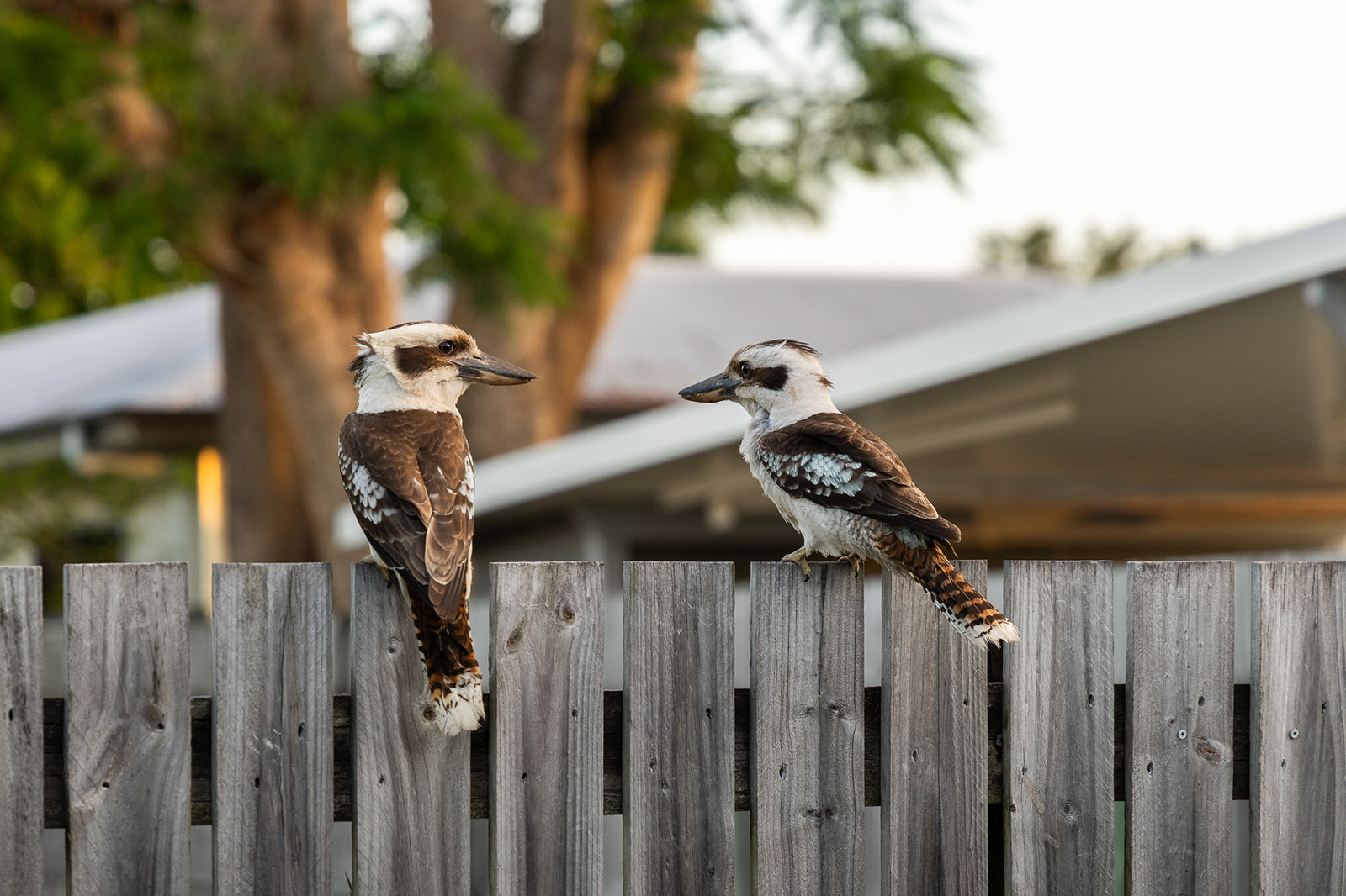 Wildlife photography kookaburras Mackay