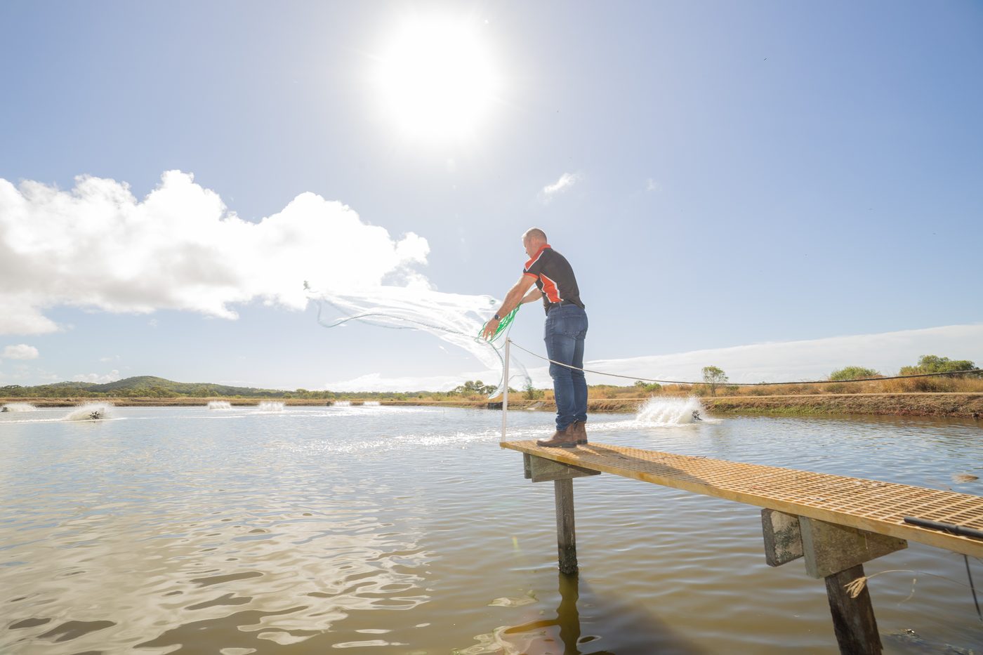 Farm operator casting net from pontoon at Australian Prawn Farms Ilbilbie