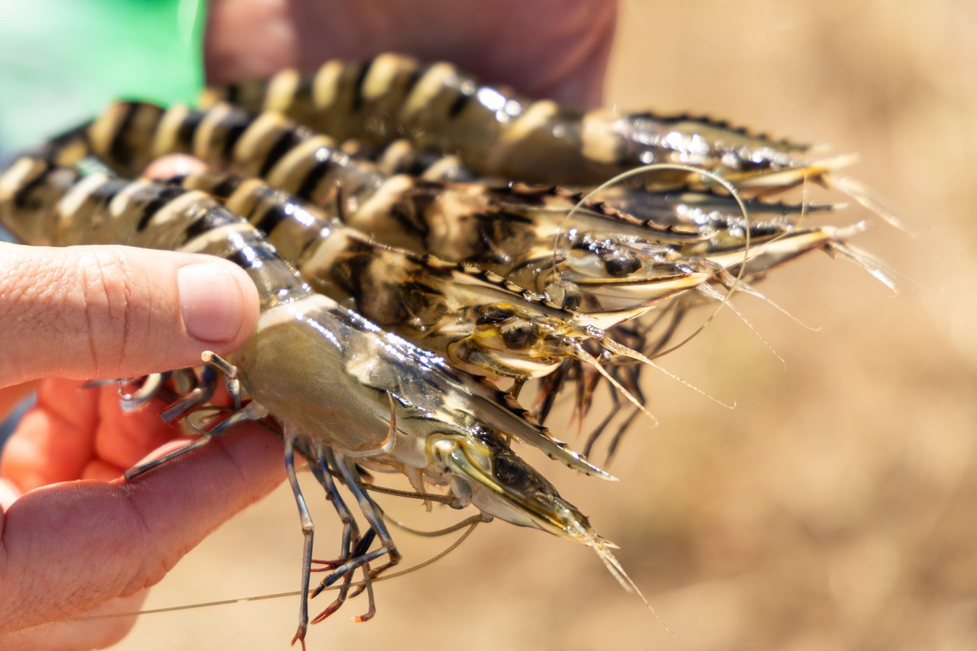 Fresh black tiger prawns caught from the grow-out pond at Australian Prawn Farms, Ilbilbie