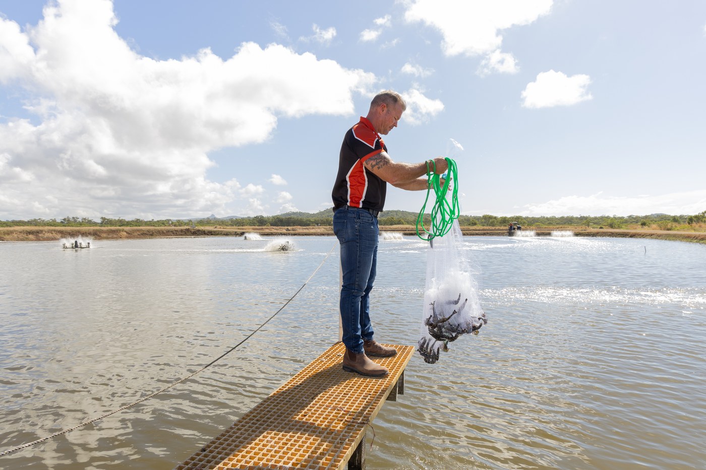 Australian Prawn Farms operator pulling the cast net from the pond with the prawn catch, Ilbilbie Queensland