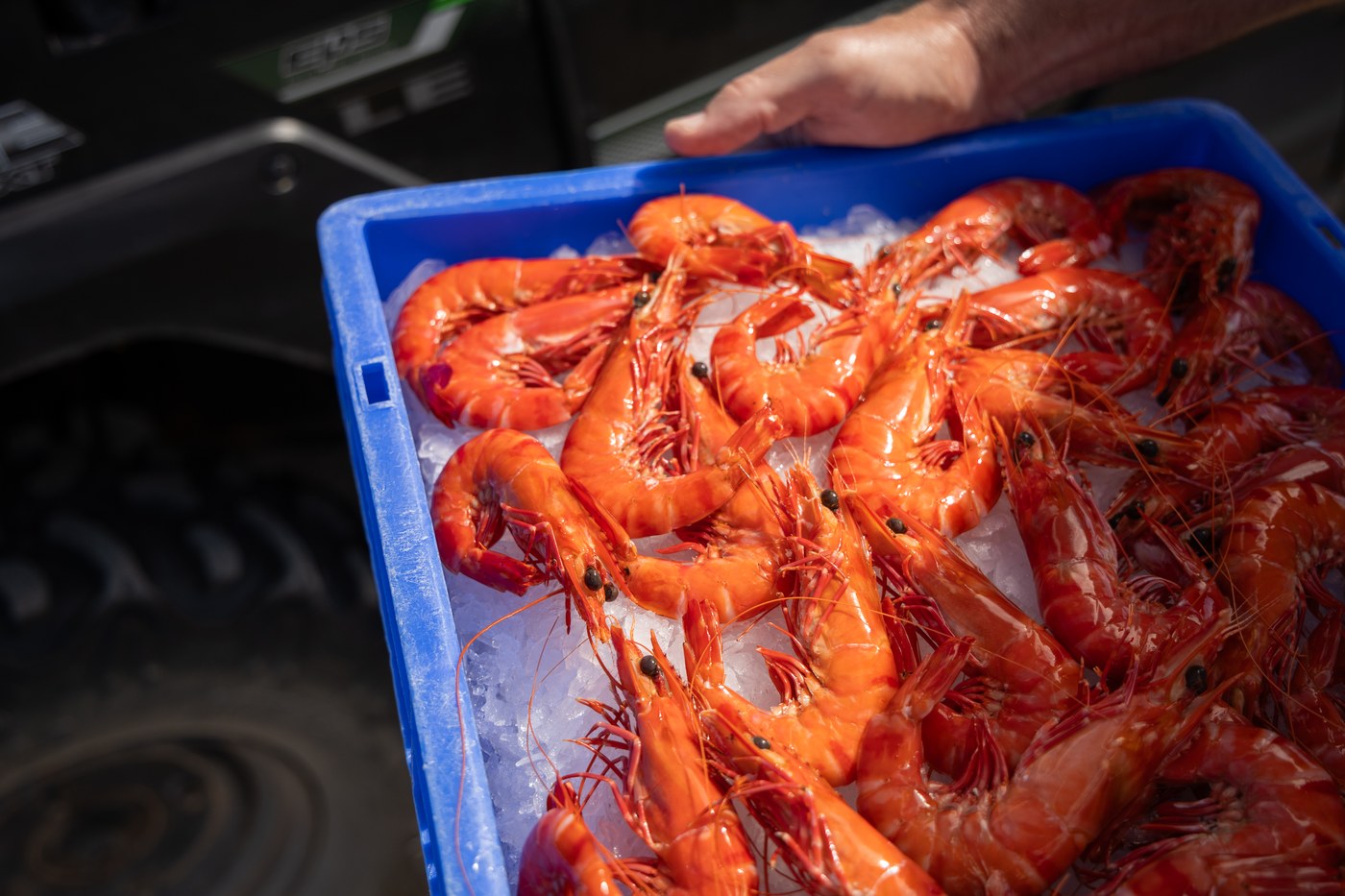 Freshly cooked black tiger prawns Australian Prawn Farms Queensland